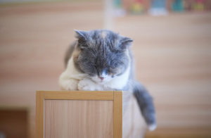 cat