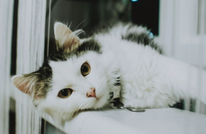 sad kitten